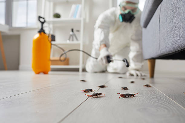 Post-Treatment Bed Bug Interceptor Monitoring in Pitcairn